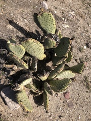 Opuntia basilaris brachyclada