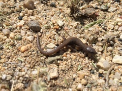 Xantusia vigilis