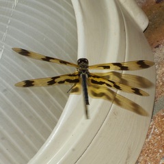 Rhyothemis graphiptera