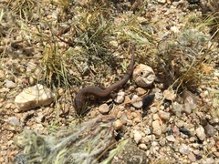 Xantusia vigilis