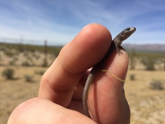 Xantusia vigilis