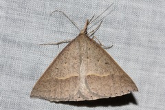 Epidesmia hypenaria
