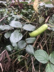 Canavalia cathartica