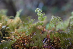 Hymenophyllaceae