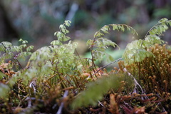Hymenophyllaceae