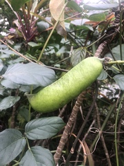 Canavalia cathartica