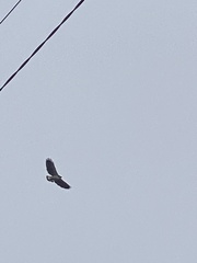 Geranoaetus polyosoma