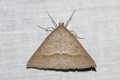 Epidesmia hypenaria