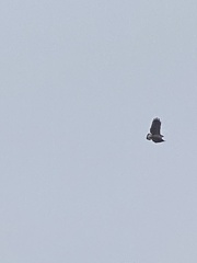 Geranoaetus polyosoma