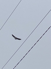 Geranoaetus polyosoma