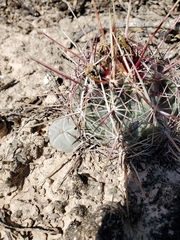 Lophophora williamsii