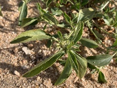 Ditaxis serrata