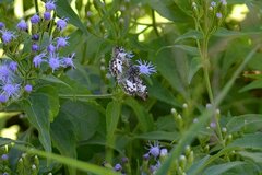Chiomara georgina