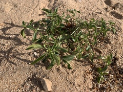 Ditaxis serrata