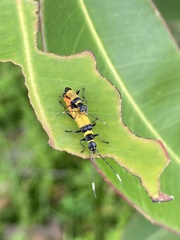 Chauliognathus imperialis