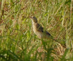 Anthus richardi