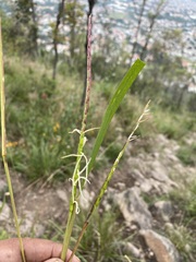 Tripsacum dactyloides