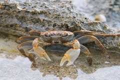 Geograpsus crinipes