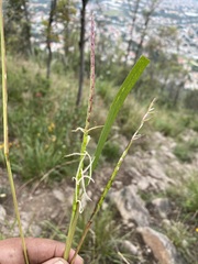 Tripsacum dactyloides