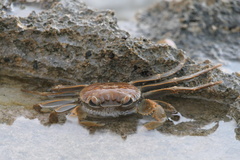 Geograpsus crinipes