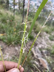 Tripsacum dactyloides