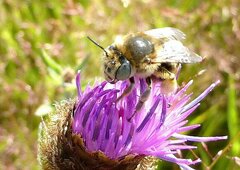 Anthophora bimaculata