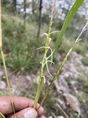 Tripsacum dactyloides