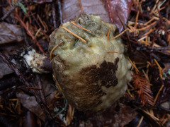 Xerocomellus mendocinensis