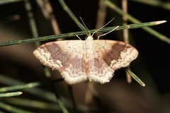 Idaea halmaea