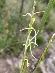 Tripsacum dactyloides