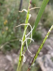 Tripsacum dactyloides