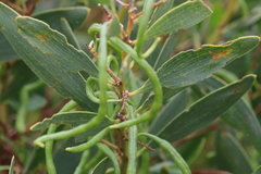 Acacia longifolia
