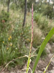 Tripsacum dactyloides