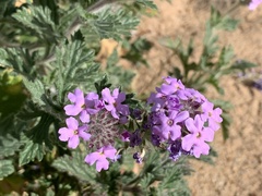 Glandularia gooddingii