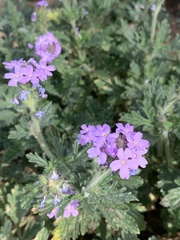 Glandularia gooddingii