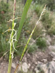 Tripsacum dactyloides