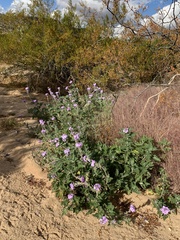 Glandularia gooddingii