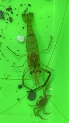 Macrobrachium nipponense