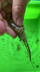 Macrobrachium nipponense