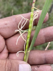 Tripsacum dactyloides