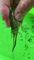 Macrobrachium nipponense