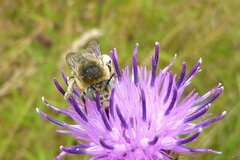 Anthophora bimaculata