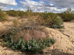 Glandularia gooddingii