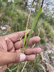Tripsacum dactyloides
