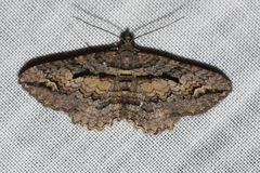 Chrysolarentia plagiocausta