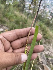 Tripsacum dactyloides