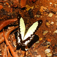 Papilio dardanus