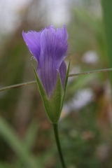 Gentianopsis virgata