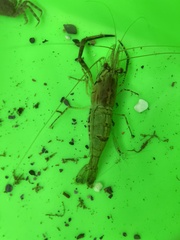 Macrobrachium nipponense
