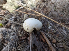 Alauda arvensis